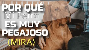 ¿Qué significa perro de velcro?