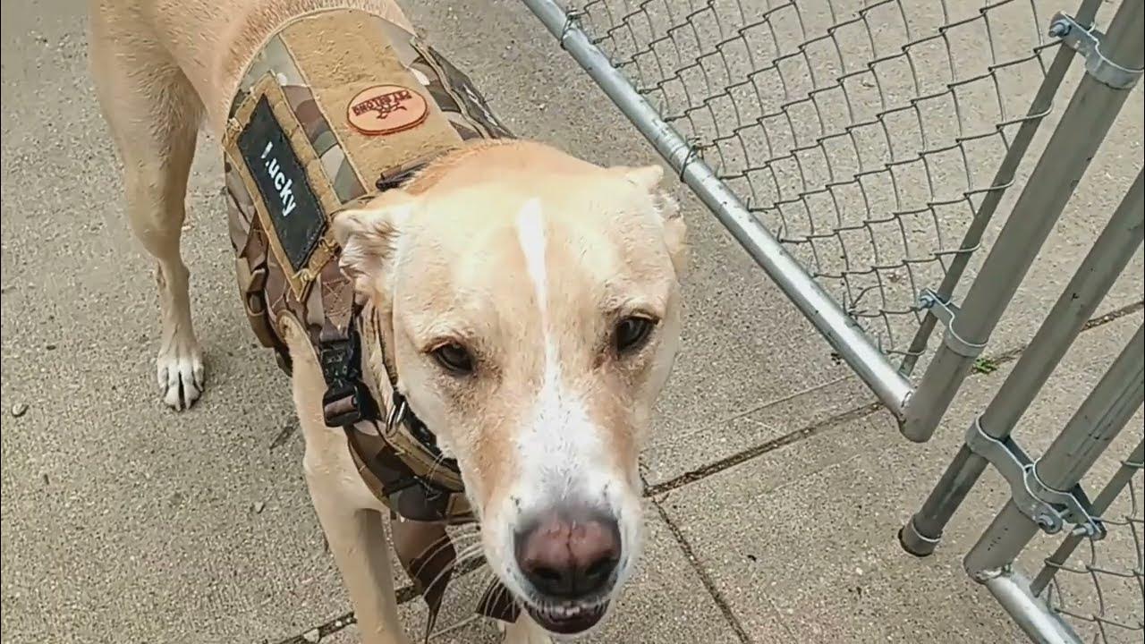 PET BELONG Tactical No Pull Dog Harness YouTube