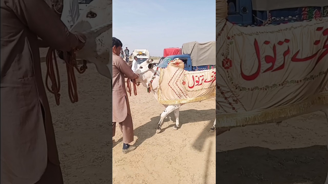 Champion Tofani Malang