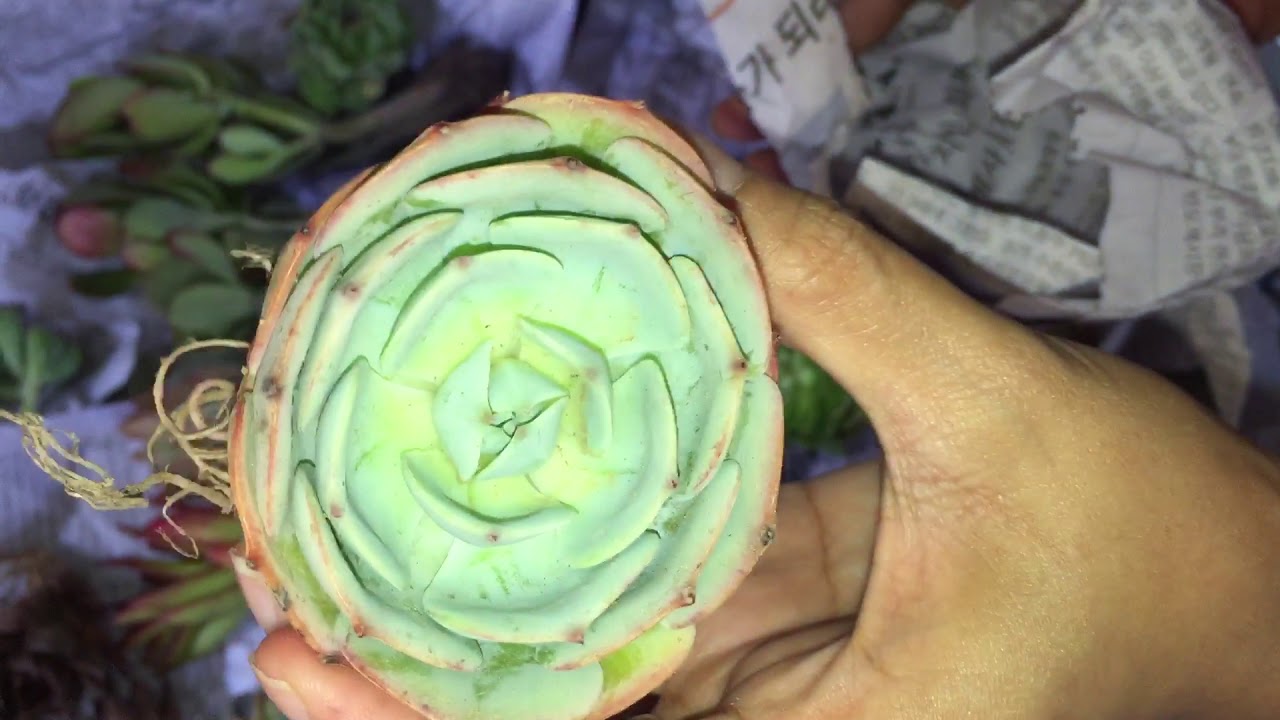 CACTUS & SUCCULENT UNBOXING-