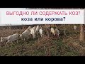 Какая выгода от содержания коз. Содержание коз и коров в сравнении.