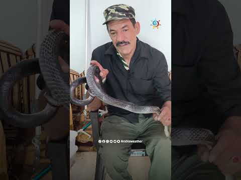 كيف أميز الأفعى السامة عن الأفعى غير السامة من خلال نشاطها