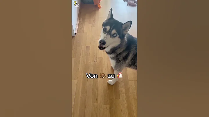 Proof That Huskies Are the Most Rebellious Dogs Ever 🐕🔥