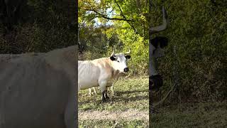 Our Beautiful Ancient White Park Cattle