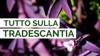 Tutto sulla TRADESCANTIA | Cura, coltivazione e propagazione