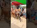 #ytshorts #cow #hate #goru #bull #গরু #গরুর_হাট #গরুর #cowunloading #cows #cowvideos #গরু #হাট #caw
