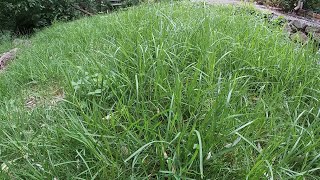 Overgrown lawn mowing, serene backyard, 2 months no #LawnCare by Lawn Care - IMM @Lawn_Care 1,386 views 1 year ago 7 minutes, 30 seconds