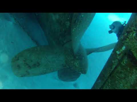 Harrison Shark and Kittiwake Chamber Grand Cayman March 2014