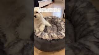 Introducing PupPuff: The Dream Bed Every Dog Deserves! 🐾 | Paw.com  #paworiginal #donutbed screenshot 2