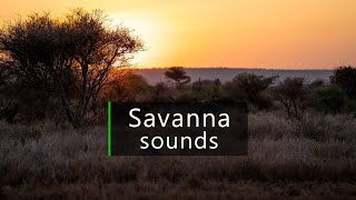 Dusk in the African savanna - Nature and wildlife sounds