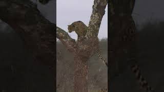 Cheetah Brothers Jumping Up A Tree