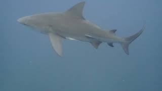 Bull Shark Dive