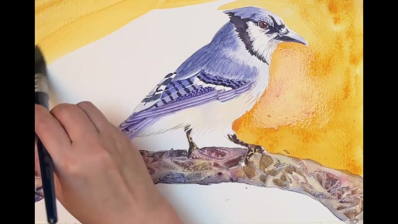 Watercolour: Blue Jay