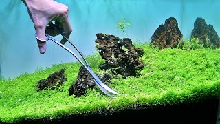 PLANTING MONTE CARLO IN AQUARIUM  Planted Aquarium Setup