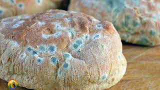 عفن الخبز سماد قوي للنبات ونتيجته رهيبة| تعرف على أهمية عفن الخبز للنبات و انواعه؟