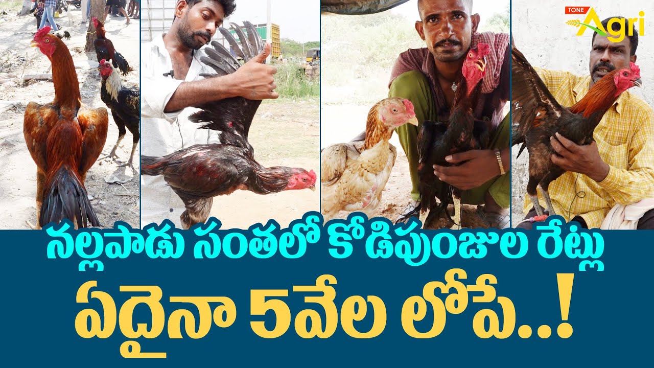 Nallapadu Kolla Santha | కోడిపుంజుల రేట్లు ఏదైనా రూ.5వేల లోపే..! Jathi Kollu Market Price | ToneAgri