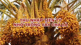 Cây chà là ( kỹ thuật trồng cây chà là thu nhập hàng tỷ)