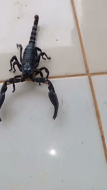 KALAJENGKING RAKSASA @sanggalangitfarm #scorpio #scorpion #wild #wildanimals #binatang #viral