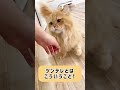 ツンデレ猫のお手本のような猫ちゃん❤️#にゃんずはうす #元繁殖場猫 #保護猫カフェ #マンチカン