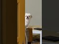 #わたしの犬 #みつめる選手権 ムーチョくんver 🥰