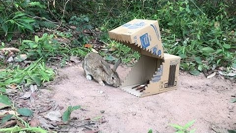 New Amazing Unique Quick Rabbit Trap Using Cardboard Box - Simple Unique Rabbit Trap that work 100%