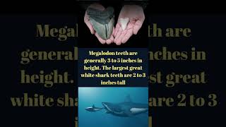 Things That Are Bigger Than You Think | Megalodon teeth shorts