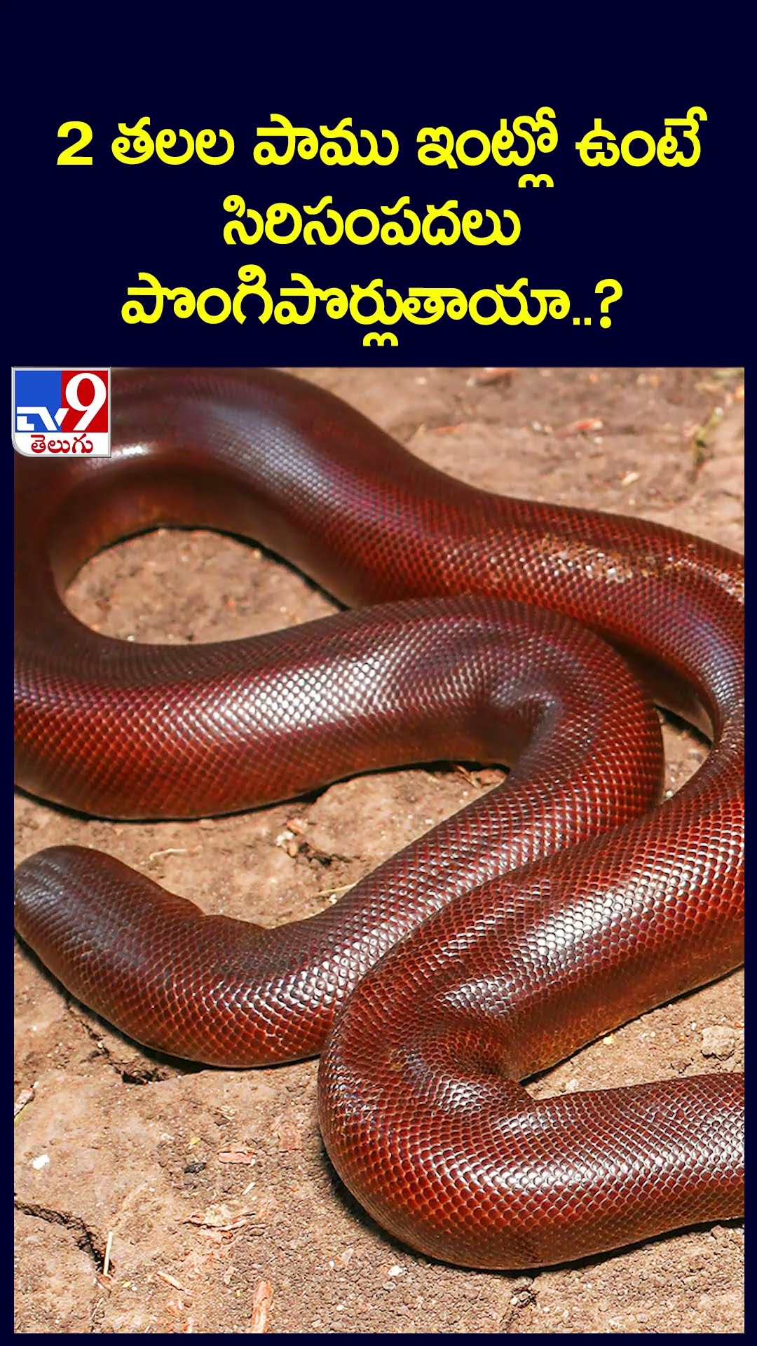 2 తలల పాము ఇంట్లో ఉంటే సిరిసంపదలు పొంగిపొర్లుతాయా..?  - TV9