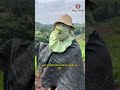 Slap a lotus leaf on your face—sun protection mask ready to go! #LotusLeafSunscreen #RuralWisdom