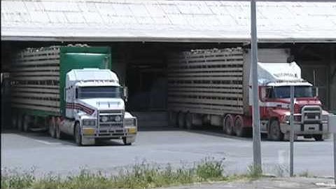 Stranded sheep to be offloaded