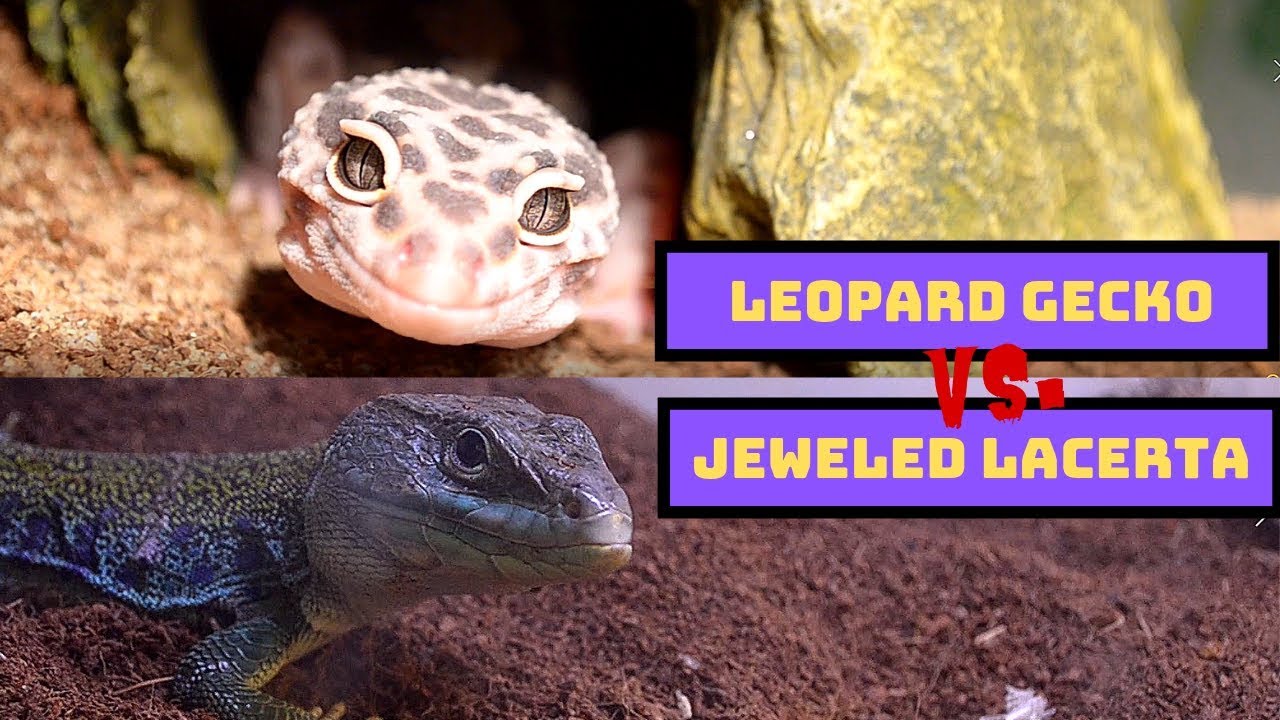 best intermediate reptiles