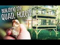 Building our DIY QUAIL Hutch + so many chicks!