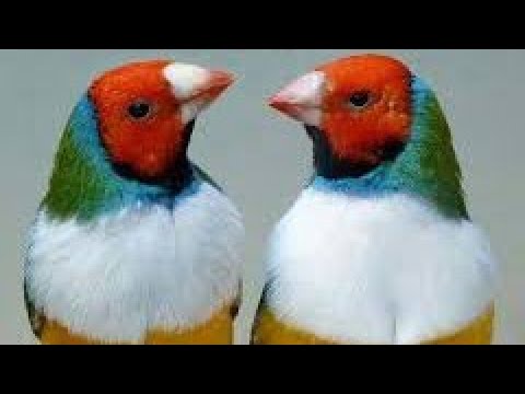 أحسن طفرات ݣولدن فينيش