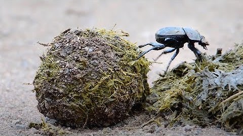 Dung Beetle building its ball in the Kruger National Park, South Africa