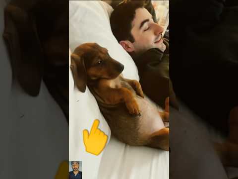 The end 😂 #pet #funny #shortsfeed #cute #viralshorts#ytshorts