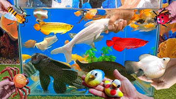 Video tổng hợp cá cảnh đẹp, động vật dễ thương, cá mập abino, cá nàng hai, cá ông địa, sinh vật biển