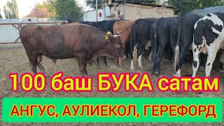 3 породадагы 100 бука САТЫЛАТ  |  Ангус, Герефорд, Аулиеколь