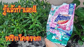 พริกโคตรดก!! ผลไม่เน่า เพลี้ย มดแมลง หายเกลี้ยง รู้แล้วทำเลย สาคู Channel