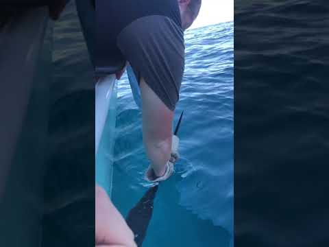 Sailfish 3