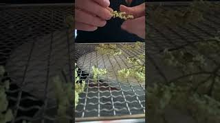 How To Process Elder Flower (Blossoms From An Elderberry Bush) In A Dehydrator.