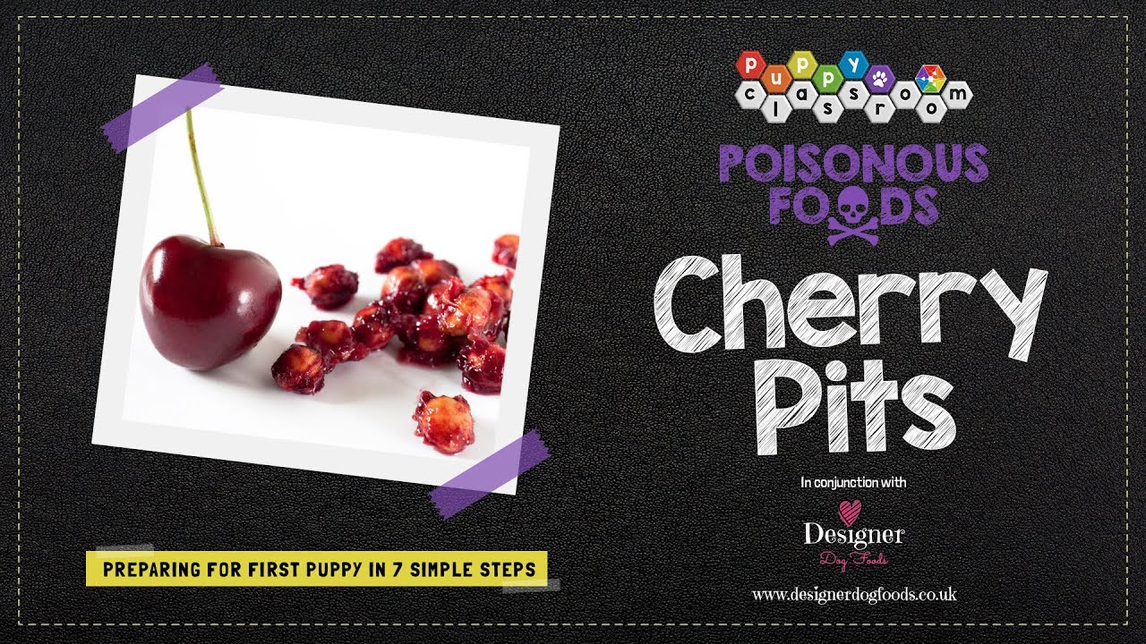 Are Cherry Pits Safe For Dogs