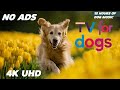 [NO ADS] Dog TV for Dogs to Watch 🐕 Virtual Dog Walk through 🌲 Relaxing Nature Sounds