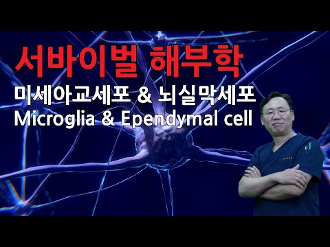 [서바이벌해부학] 005 미세아교세포, 뇌실막세포 Microglia & Ependymal cell