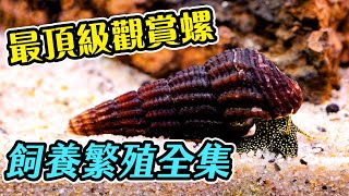 開缸以來從沒抽過底沙一星期不用清魚缸就靠這隻