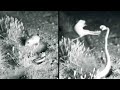 Rat Kicks Snake In The Face