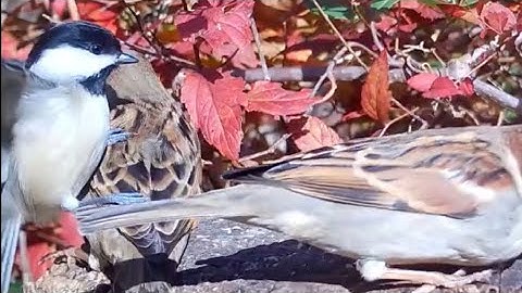  Chickadee lands on Sparrow 😂🐦