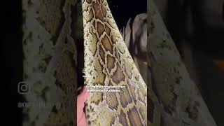 Skinning this 8 foot Python and saving the glades from these invasive snakes! 🐍 #python #everglades