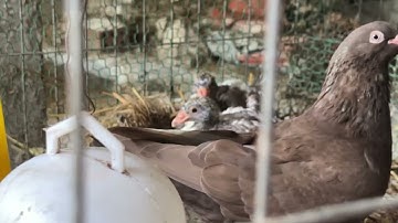 Cận Cảnh Bồ Câu Mẹ Cho Con Ăn | Thăm Cặp Bồ Câu Sau 15 Ngày