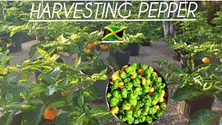 Harvesting 😍🌶🫑Scotch bonnet pepper | and bell pepper in my outdoor Jamaican backyard rooftop garden!