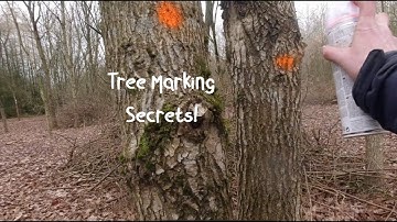 How to Select Woodland Trees for Thinning