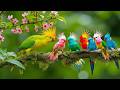 🕊 Soft Piano Music & Gentle Bird Sounds 🐦 Calming Music for Stress Relief and Deep Relaxation